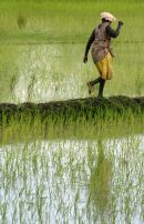 Casamance 65